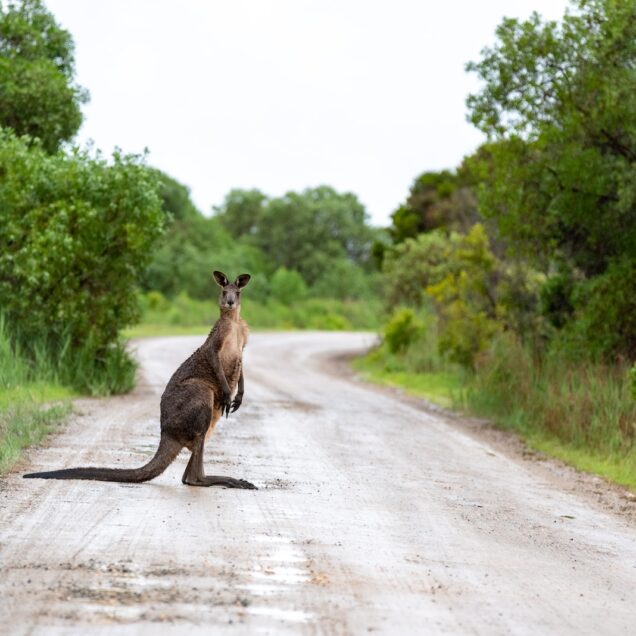 brown kangaroo on road during daytime
